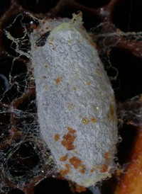 Greater Wax Moth